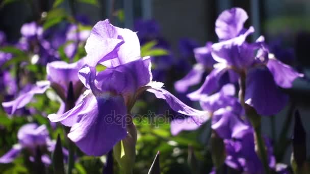 Beautiful iris flowers — Stock Video