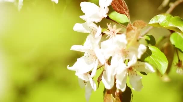 Apfelbaum in voller Blüte — Stockvideo