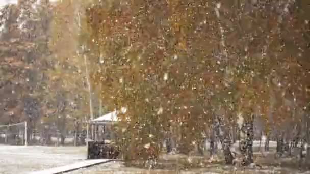 Sneeuwval in winter park — Stockvideo