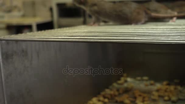 三只灰色老鼠 — 图库视频影像
