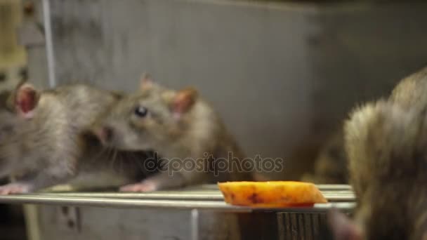 Grå råttor i bur — Stockvideo
