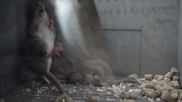 Drie grijze ratten in kooi — Stockvideo