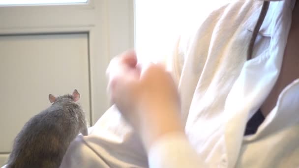 Scientifique femme tenant rat — Video