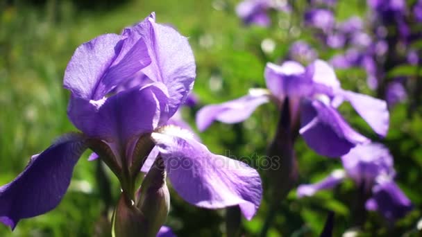 Hermosas flores de iris — Vídeo de stock