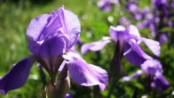 beautiful iris flowers