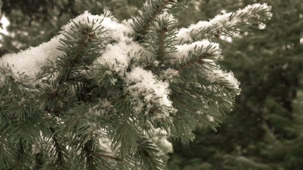 枞树和雪 — 图库视频影像