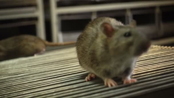 Три серые крысы на клетке — стоковое видео
