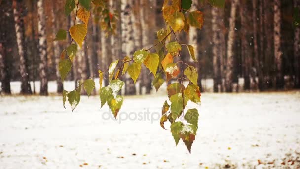 Nieve en el parque de invierno — Vídeo de stock