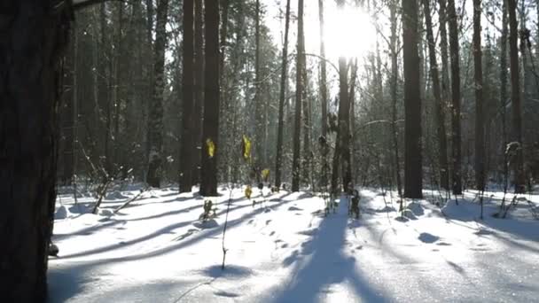 Snöiga träd i vinterskogen — Stockvideo