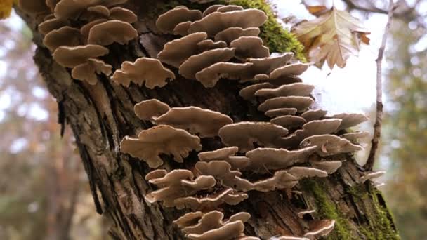 champignon du bois sur le tronc d'arbre  