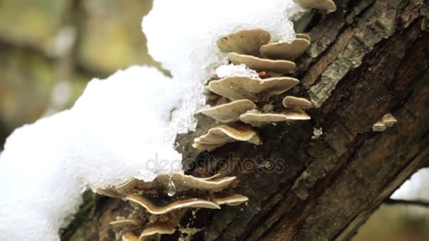 Дерев'яний грибок на стовбурі дерева — стокове відео