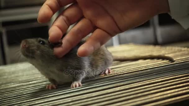 Scientist patting grey rat — Stock Video