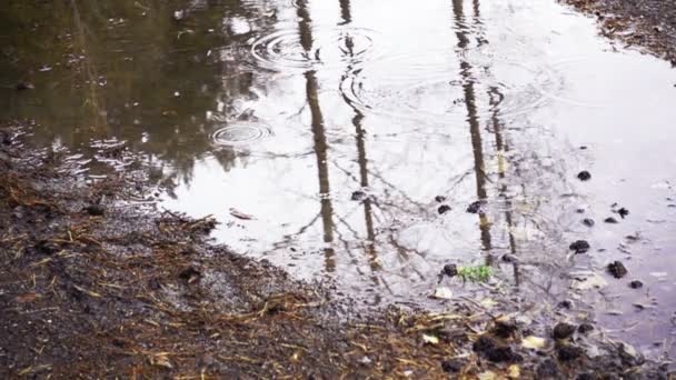 Pouring rain in autumn — Stock Video