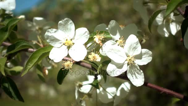 Яблоня в цвету — стоковое видео