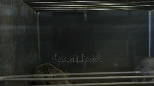 Zwei graue Ratten kämpfen im Käfig — Stockvideo