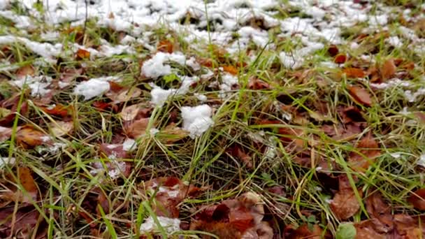 Folhas caídas cobertas de neve — Vídeo de Stock