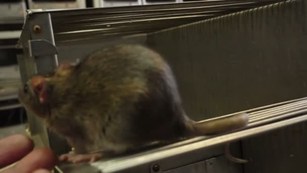 Серые крысы в клетке — стоковое видео