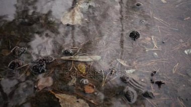 dökülen yağmur altında sonbahar