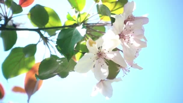 Apfelbaum in voller Blüte — Stockvideo