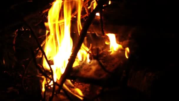 Bonfire burning at night — Stock Video