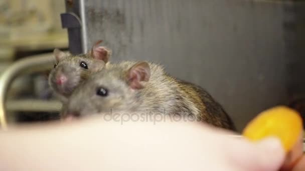 Учёные кормят крыс — стоковое видео