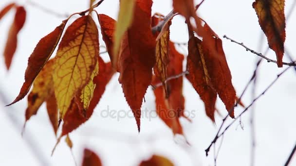 Branch dengan daun merah — Stok Video