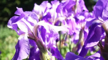 güzel Iris çiçekler