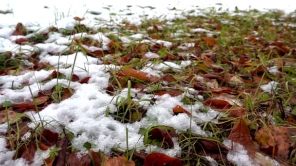 Folhas caídas cobertas de neve — Vídeo de Stock