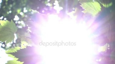 Güneş ışığı yeşil yaprakları parlar