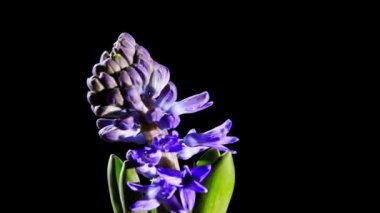 Mor sümbül çiçek çiçeklenme