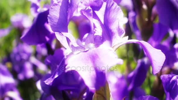 Flores de iris púrpura floreciendo — Vídeo de stock