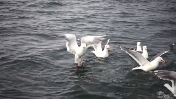 Group of seagulls on water — Stock Video