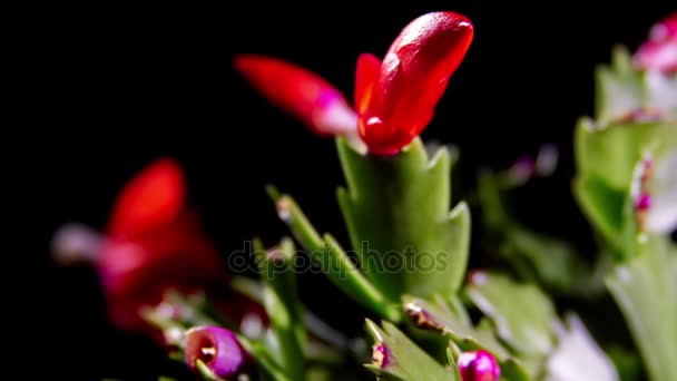 Blommande Schlumbergera blommor — Stockvideo