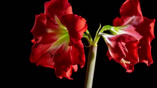 Bloeiende bloemen van amaryllis — Stockvideo