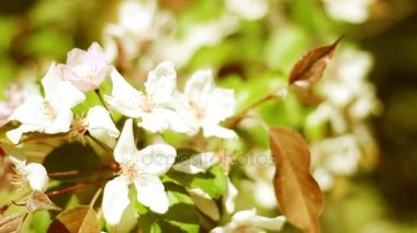 Elma ağacının çiçek açan dalı