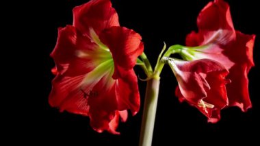 Kırmızı Amaryllis çiçek açılış 