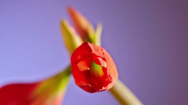 Kırmızı Amaryllis çiçek açılış 
