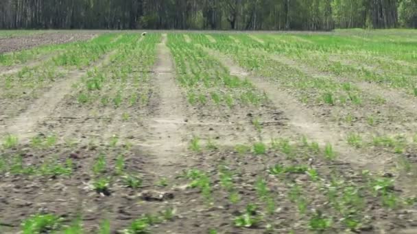 Сельскохозяйственное поле с малыми растениями — стоковое видео