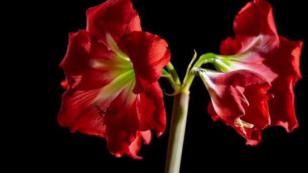 Červený květ otevírání Amaryllis — Stock video