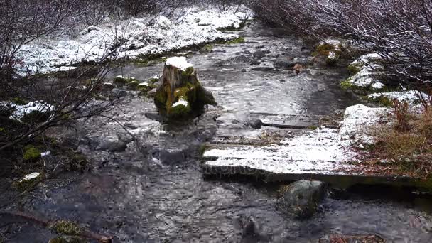 存根与河里的苔藓 — 图库视频影像