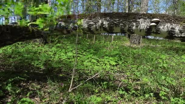 Birch trees in spring forest — Stock Video