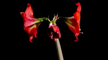Kırmızı Amaryllis çiçek açılış 