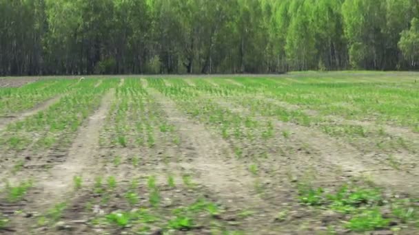 Сільськогосподарське поле з дрібними рослинами — стокове відео