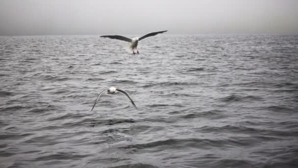 Чайки, летающие над поверхностью воды — стоковое видео