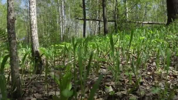 Birch trees in spring forest — Stock Video