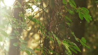 ağaç dalı yaprak çiy ile