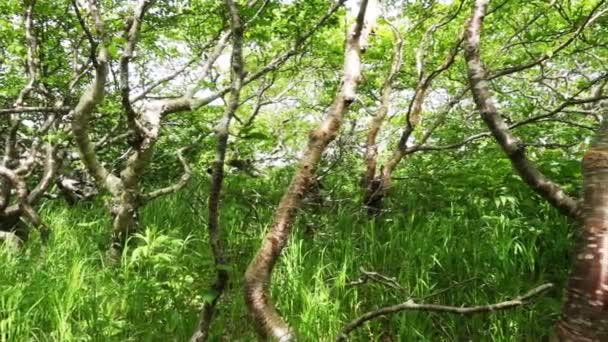 Árboles hermosos y plantas verdes frescas — Vídeo de stock