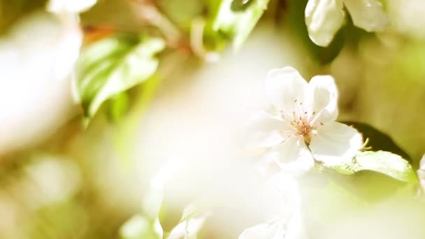 Blommande gren av äppelträd — Stockvideo