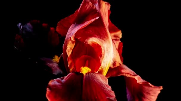 Ανθισμένα λουλούδια Ίρις — Αρχείο Βίντεο