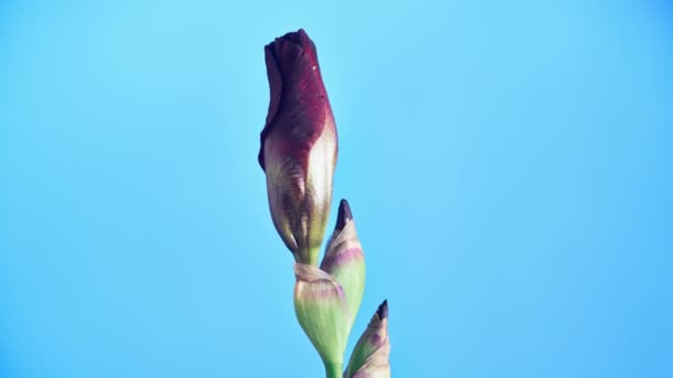 Flores de iris florecientes — Vídeo de stock